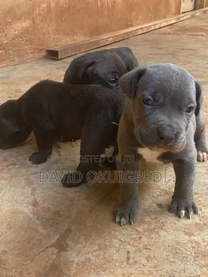 1-3 months Female Purebred Cane Corso