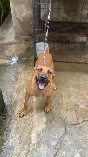 1+ year Male Purebred Boerboel