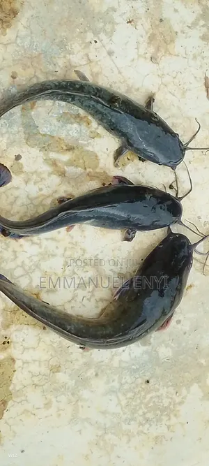 Juveniles for Sale