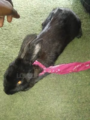 Black New Zealand Rabbit for Sale Dm Privately Male Ready to Breed