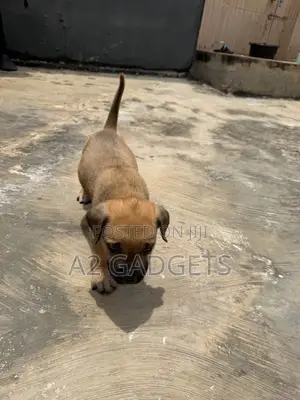 1-3 months Male Purebred Boerboel