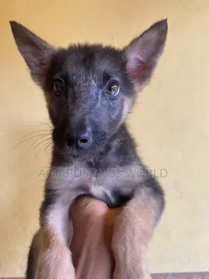 1-3 months Male Purebred German Shepherd