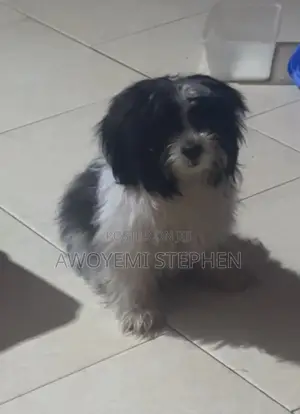 1-3 months Female Purebred Lhasa Apso