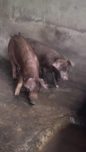Purebred Duroc Male and Female Available for Sale