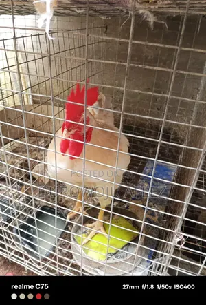 Mature Chicken