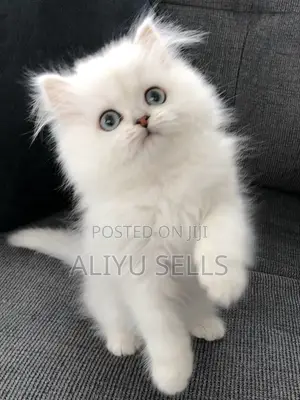 1-3 months Male Purebred Persian