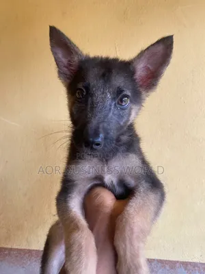 1-3 months Male Purebred German Shepherd