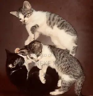 3-6 months Female Purebred Cat