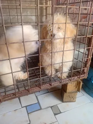 3-6 months Female Purebred Lhasa Apso