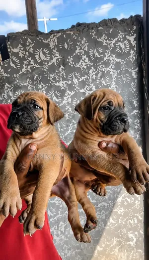1-3 months Female Purebred Boerboel