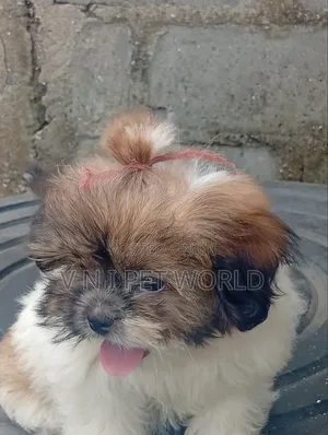 1-3 months Female Purebred Shih Tzu