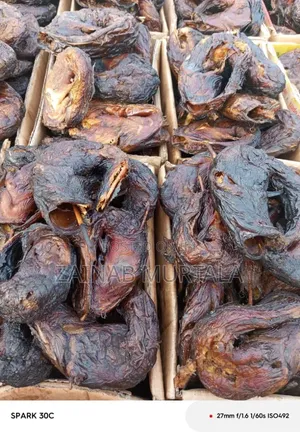 Borno River Breed Cat Fish