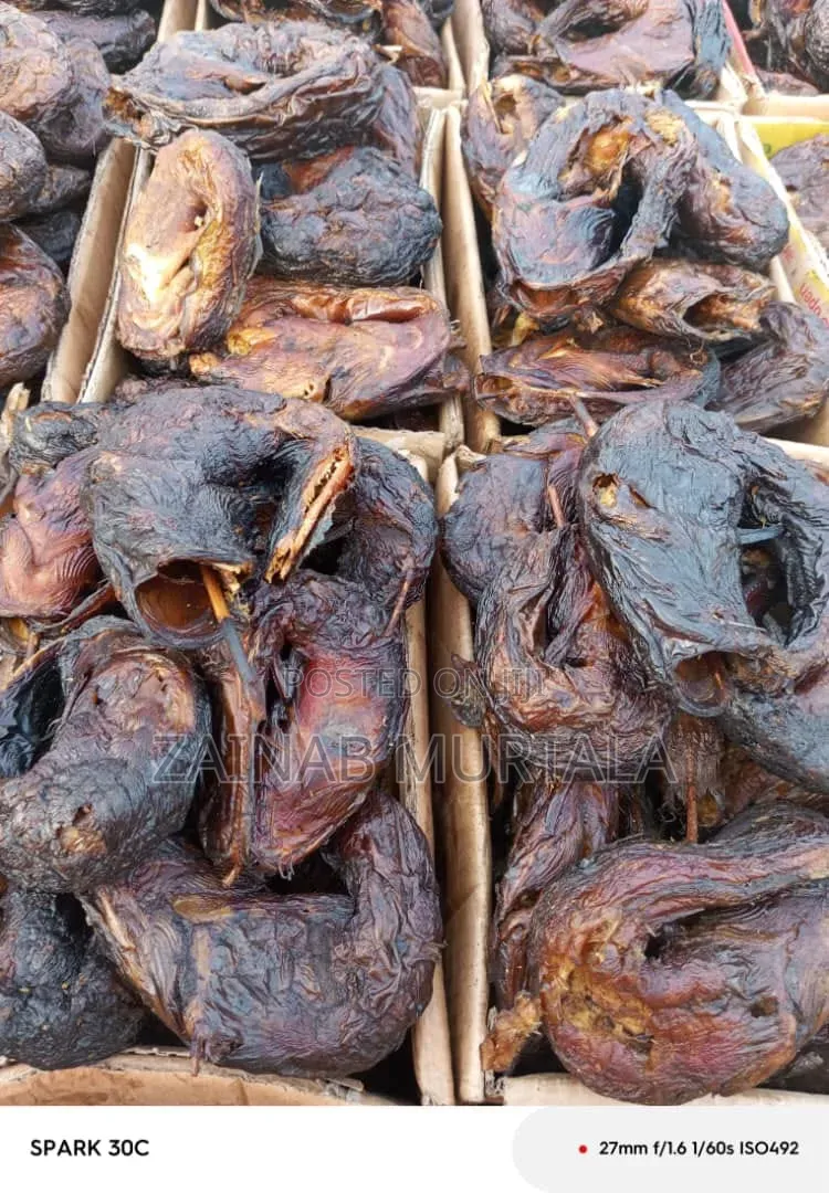 Borno River Breed Cat Fish