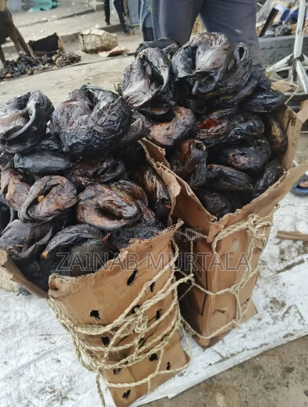 Borno River Breed Cat Fish