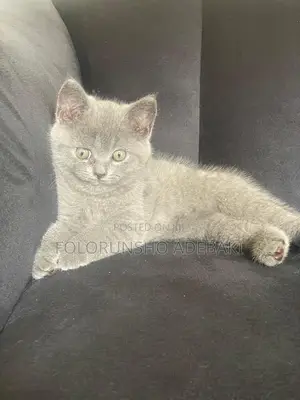 1-3 months Female Purebred British Shorthair