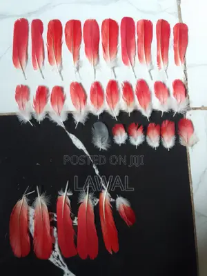 Red Parrot Tail Feather