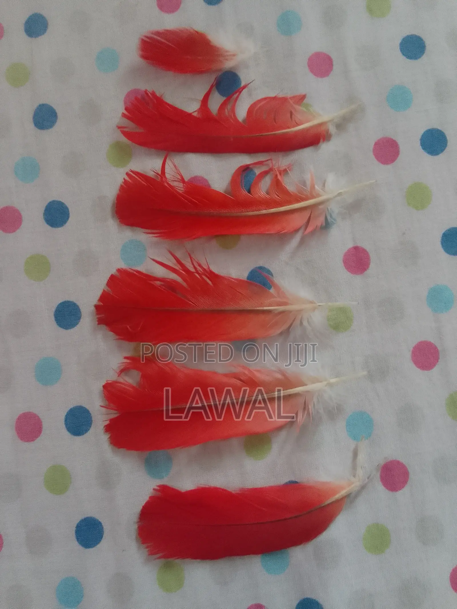 Red Parrot Tail Feather