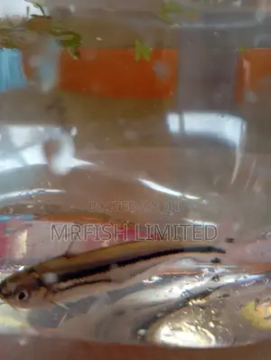Debauwi Fish