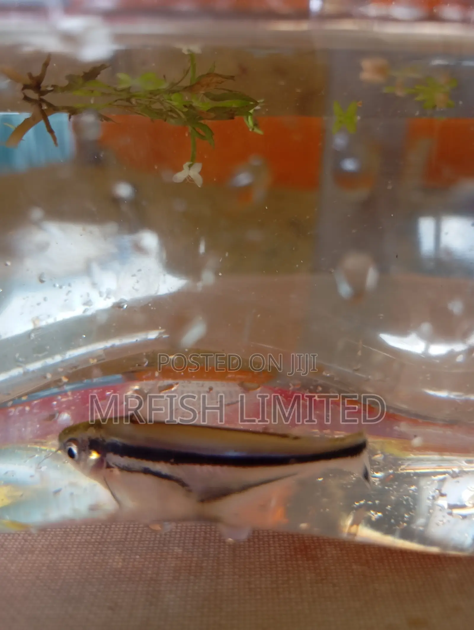 Debauwi Fish