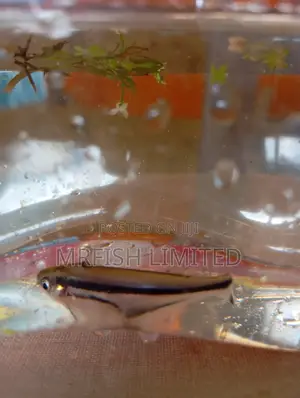 Debauwi Fish