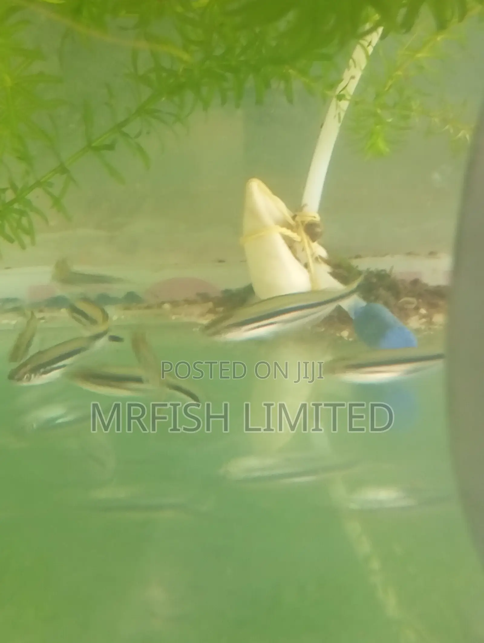 Debauwi Fish