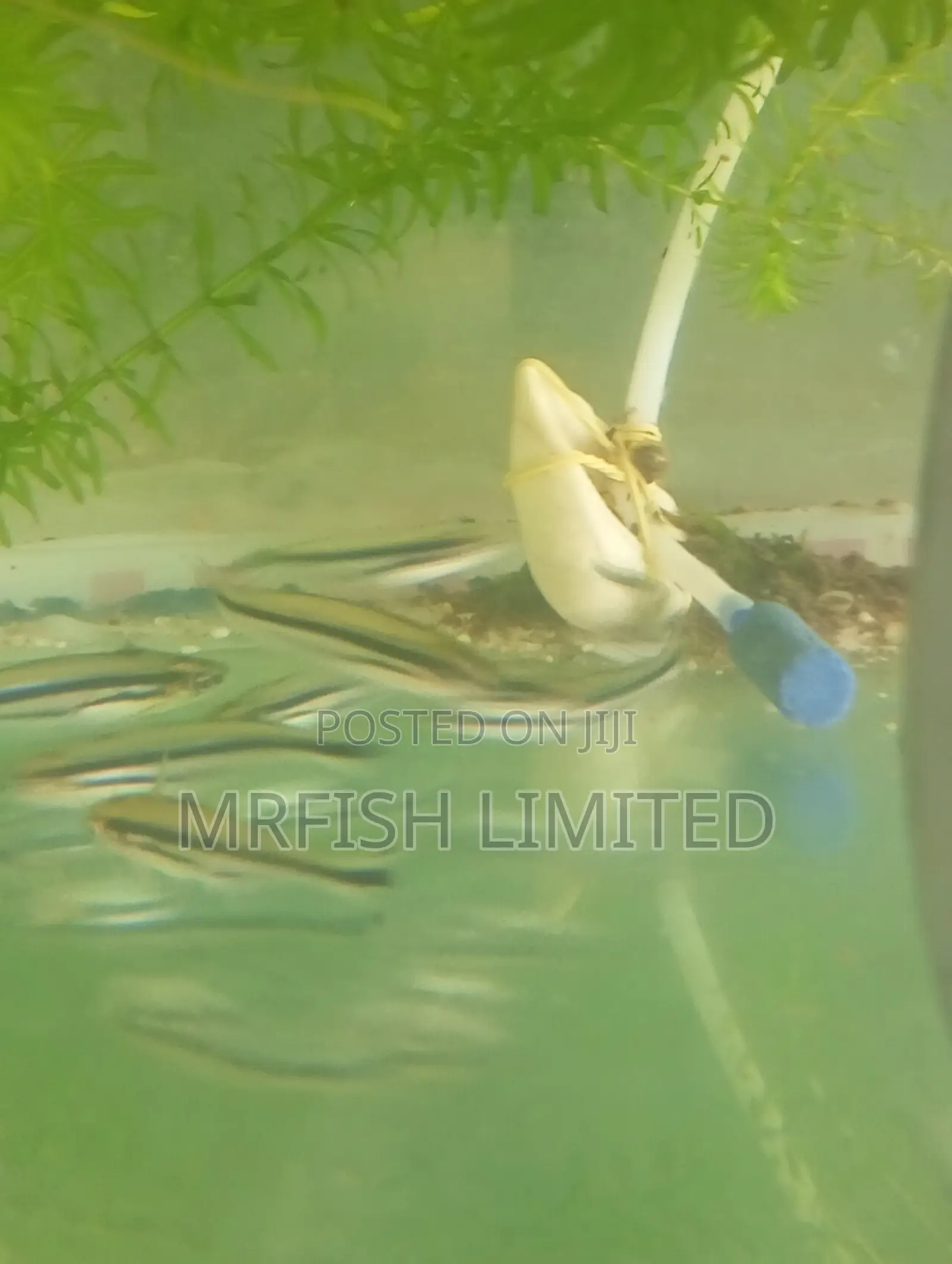 Debauwi Fish