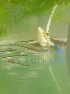 Debauwi Fish