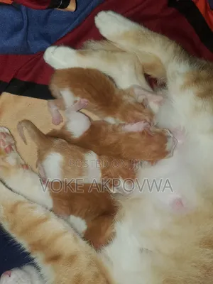 1-3 months Male Purebred American Shorthair