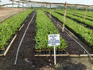 Palm Farm for Sale, Abeokuta