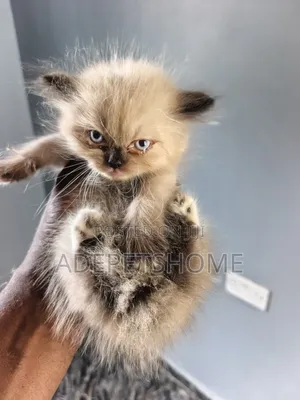 1-3 months Female Purebred Persian