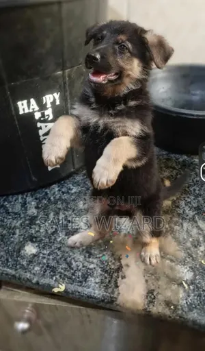 1-3 months Male Purebred German Shepherd