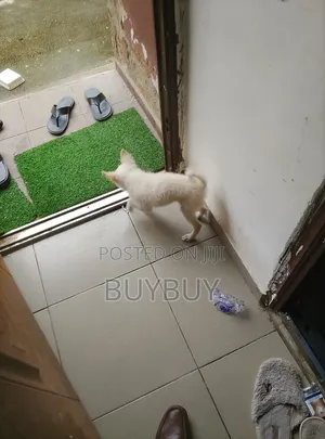 1-3 months Female Purebred American Eskimo