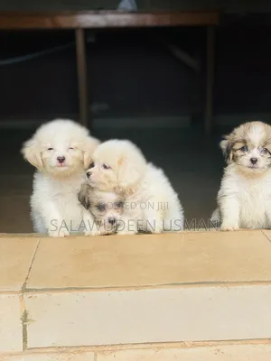 1-3 months Female Purebred Lhasa Apso