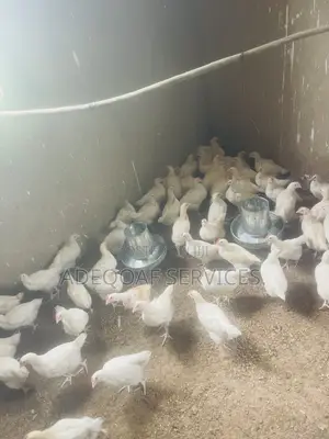 Large Sum of 5 Weeks Old Cockerel Chicken Is Available for Sale