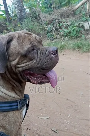 1+ year Male Purebred Boerboel