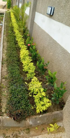 Flower and Landscape