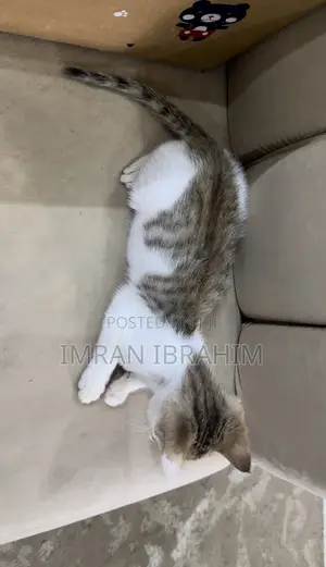 1-3 months Female Mixed Breed American Shorthair