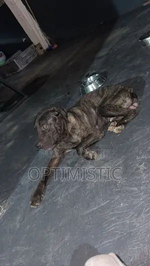 6-12 months Male Purebred Boerboel