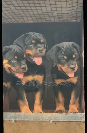 1-3 months Female Purebred Rottweiler