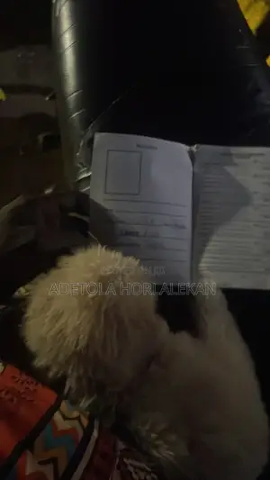 6-12 months Male Purebred Lhasa Apso