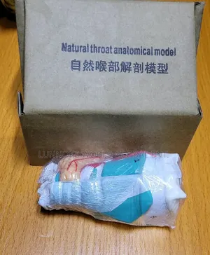 Natural Throat Anatomical Model