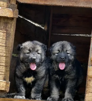 1-3 months Female Purebred Caucasian Shepherd