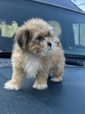 1-3 months Male Purebred Lhasa Apso