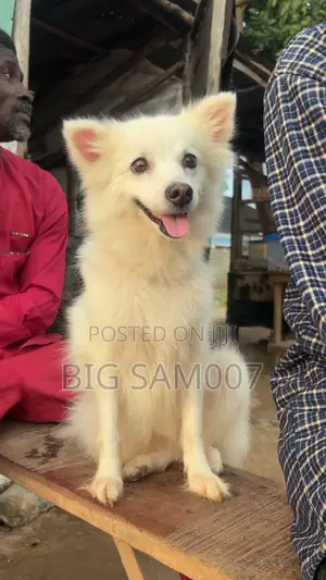 6-12 months Female Purebred American Eskimo