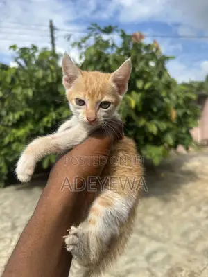 1-3 months Male Mixed Breed Tabby