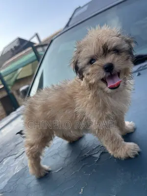 0-1 month Male Purebred Lhasa Apso