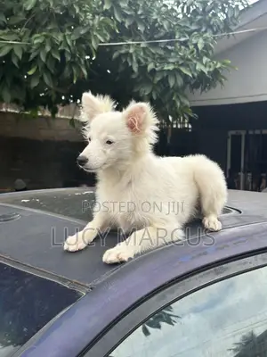 1-3 months Female Purebred American Eskimo