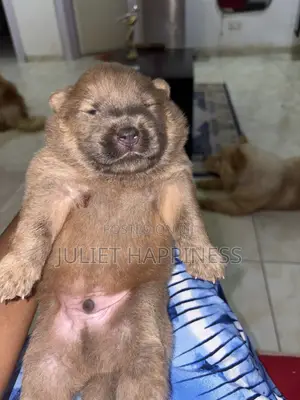 0-1 month Female Purebred Chow Chow