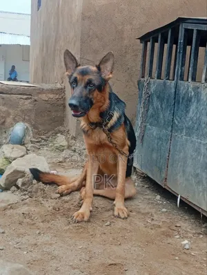 6-12 months Male Purebred German Shepherd
