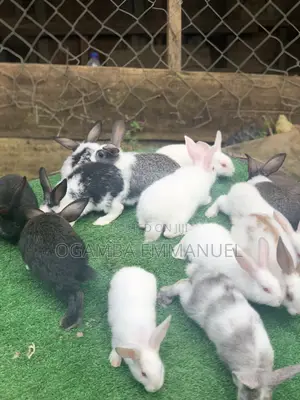 Healthy Weaners Rabbits